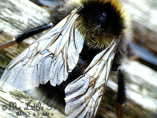 Learn about bees' amazing tongues and how to revive an exhausted bee. My Little 3 and Me