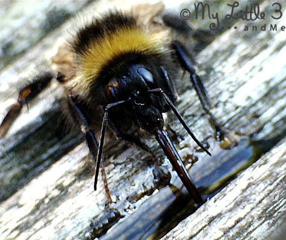 Learn about bees' amazing tongues (proboscis) and how to revive an exhausted bee. 