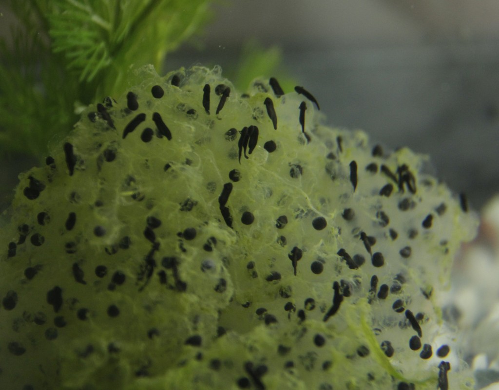 Learn about frog development day 5