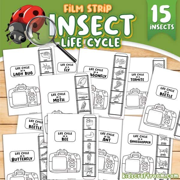 15 Free Insect Life Cycle Film Strip Activities For Kids