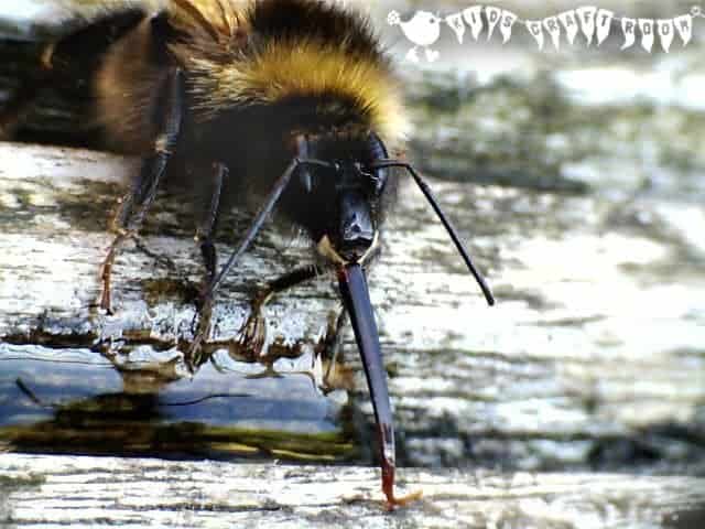 Learn about bees' amazing tongues (proboscis) and how to revive an exhausted bee.