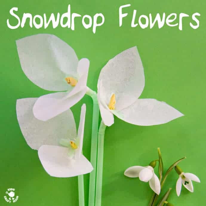 SNOWDROP FLOWERS - Snowdrop tissue paper flowers a simple winter craft and flower craft for kids. #kidscrafts #Winter #Snowdrops #flowercrafts #Wintercrafts #tissuepaper #tissuepapercrafts #flowercrafts #craftsforkids #wintercraftideas
