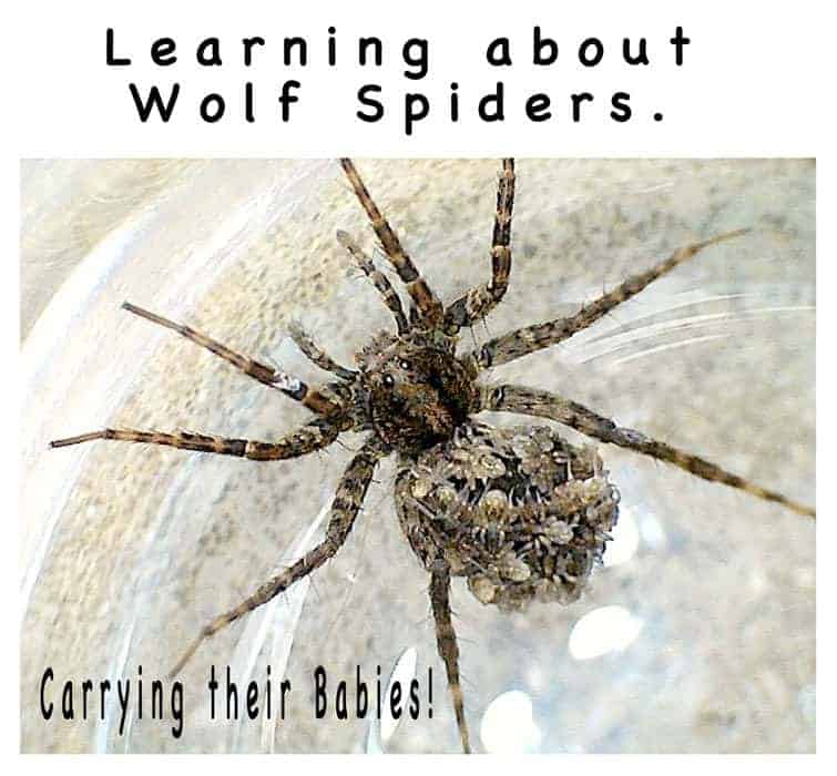 Learn about Wolf Spiders and how they carry their spiderlings on their abdomen. Quite amazing!